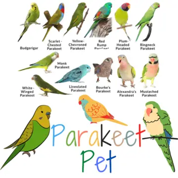 Rare Budgie Colors - 7 Rare Budgie Mutations and Budgie Colors