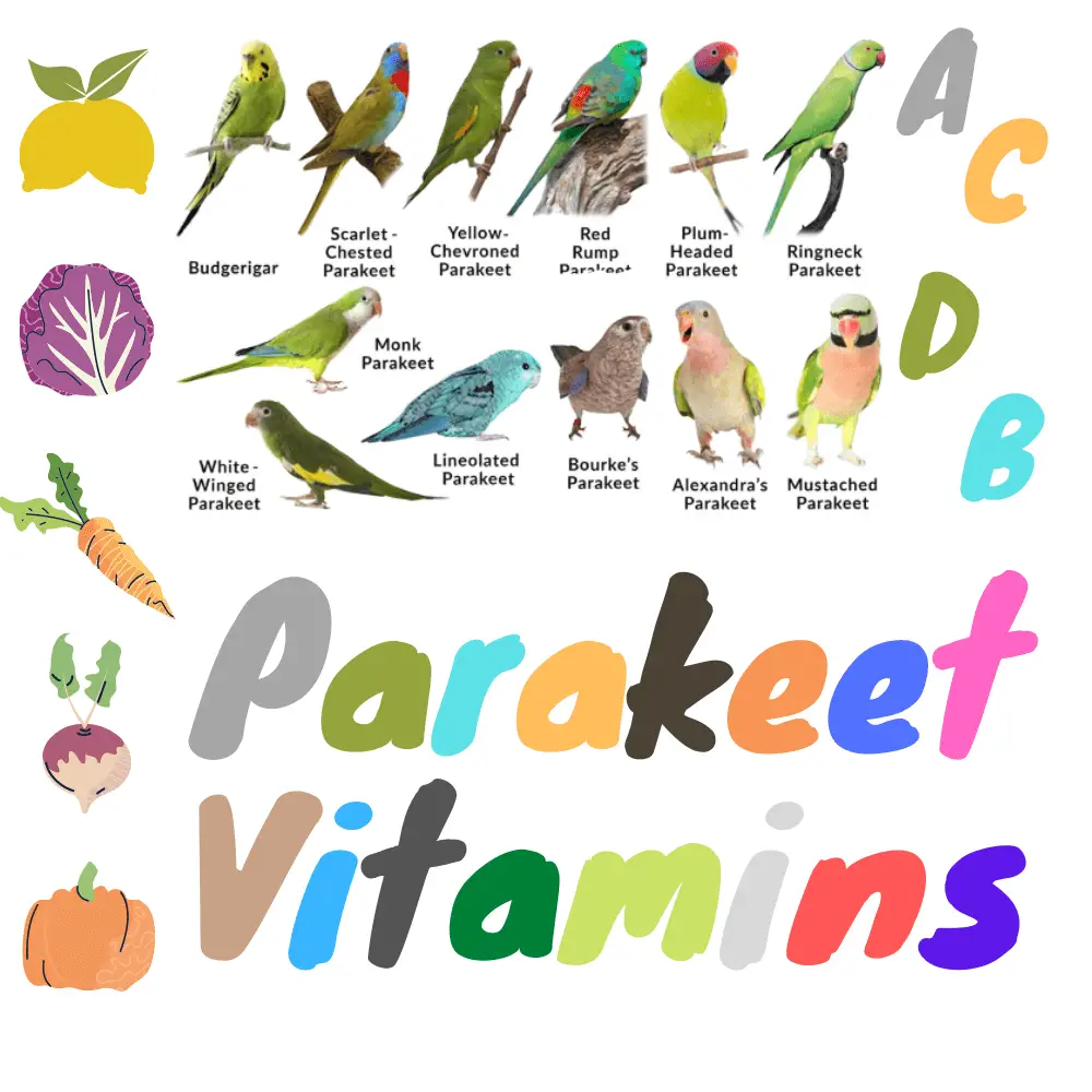 Parakeet vitamins