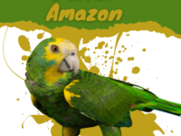Parrot Amazon