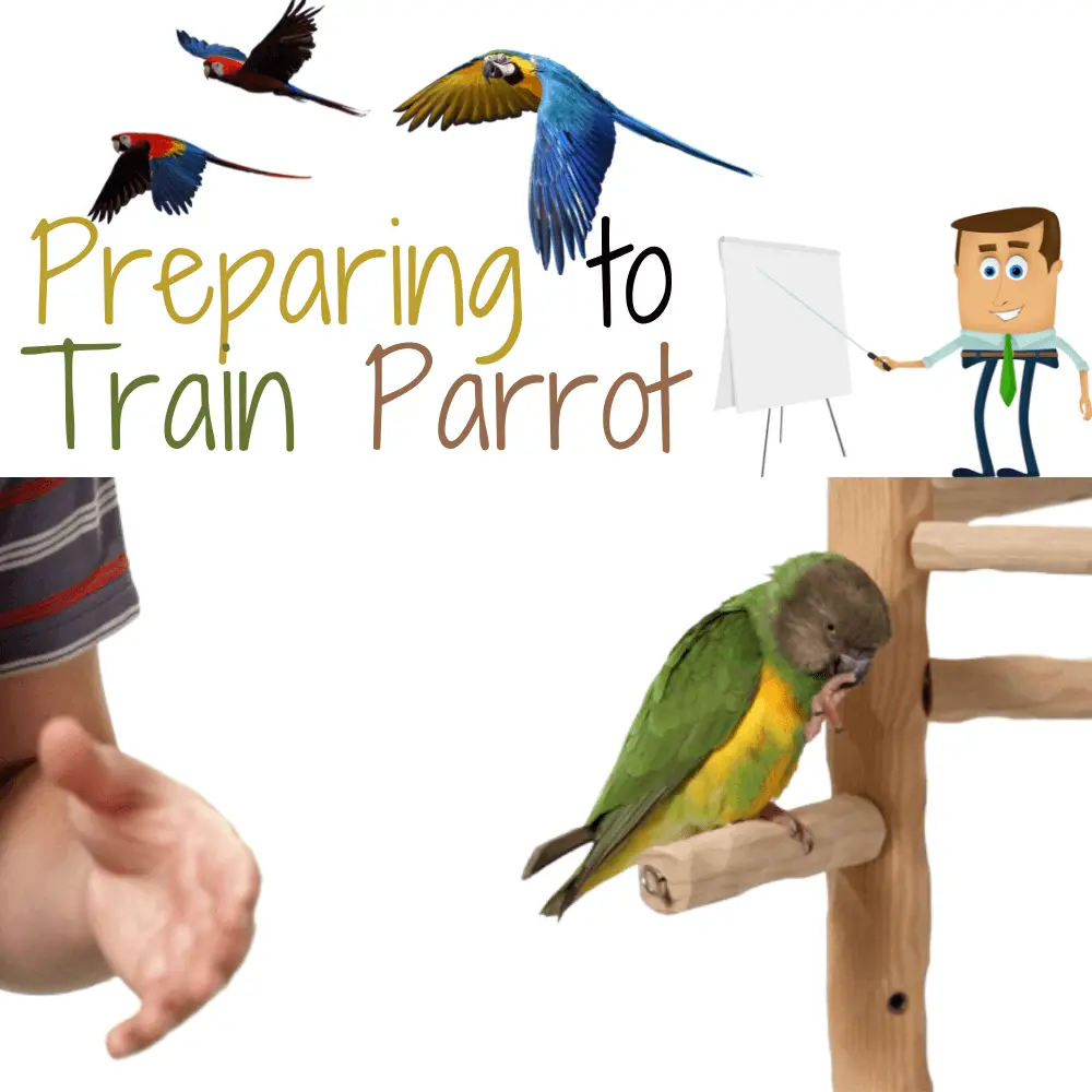 Preparing to train parrot
