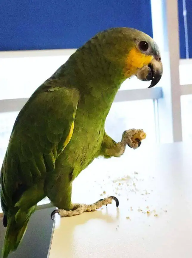 amazon parrot food