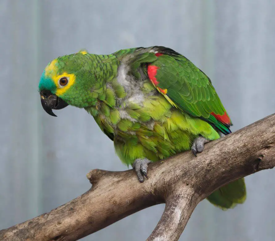 amazon parrot green