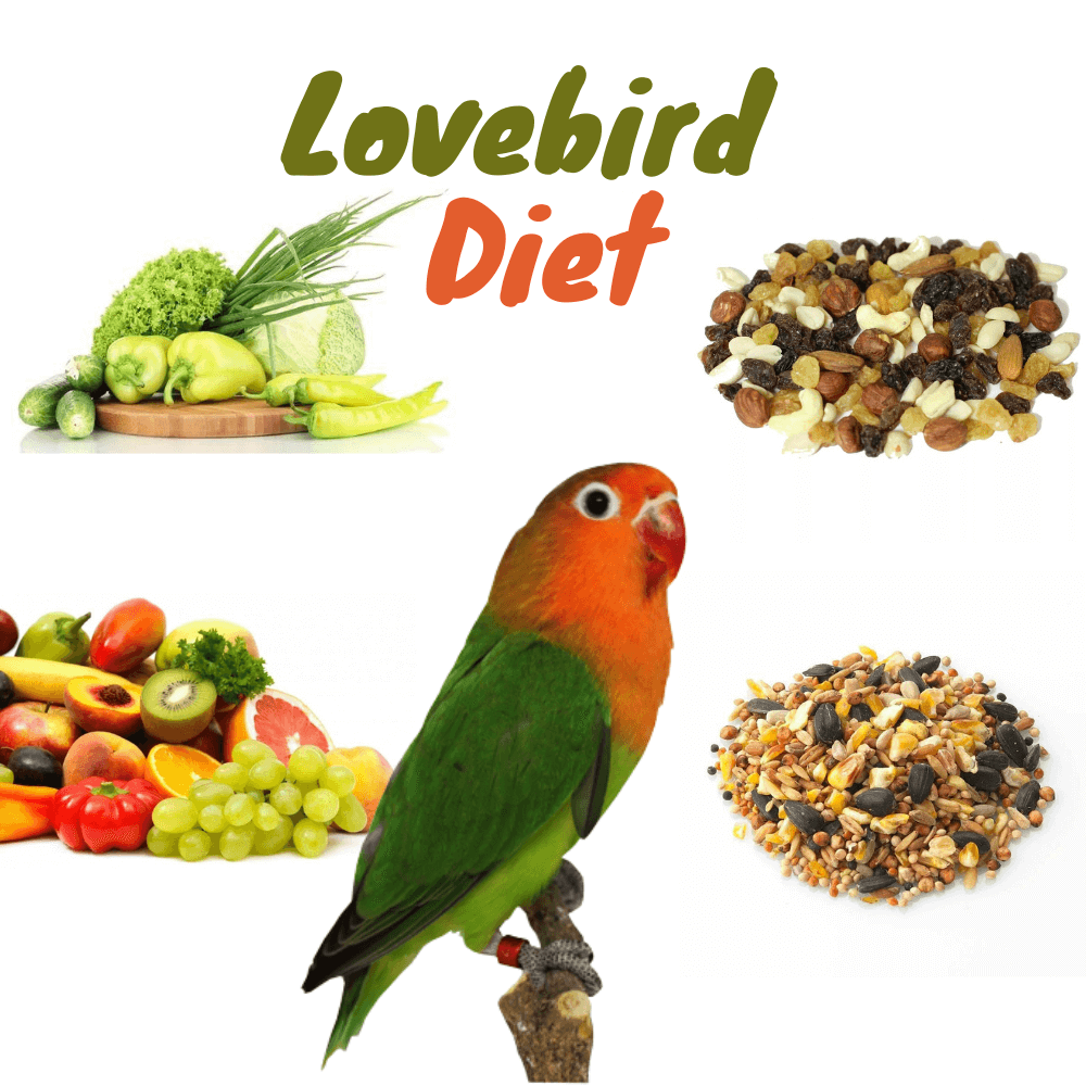 lovebird diet