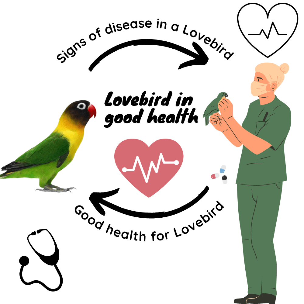 lovebird health