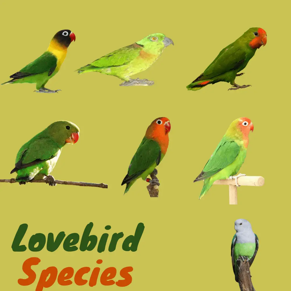 lovebird species