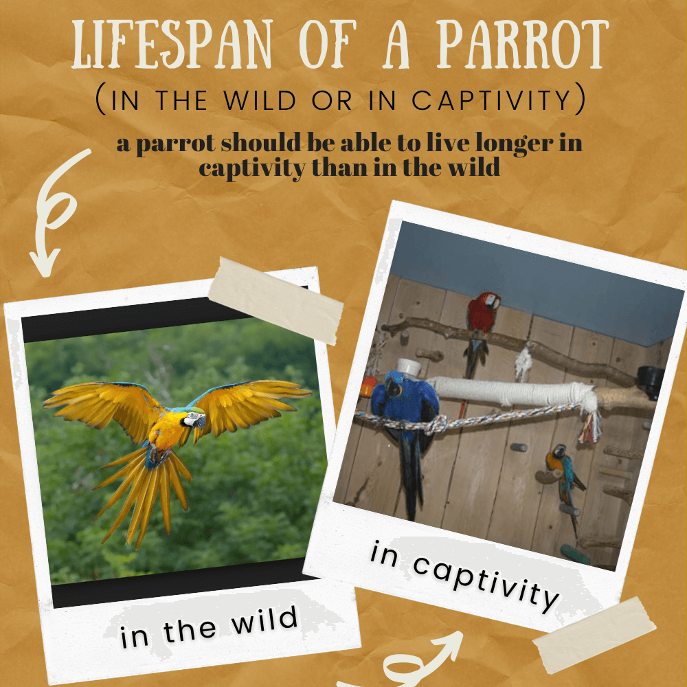 Lifespan of a Parrot