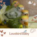 Lovebird Baby