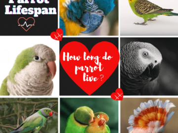 Parrot Lifespan