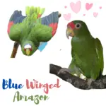 Blue Winged Amazon