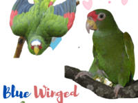Blue Winged Amazon