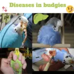 Diseases in budgies