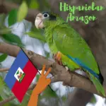 Hispaniolan Amazon