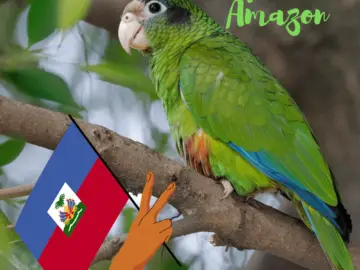 Hispaniolan Amazon