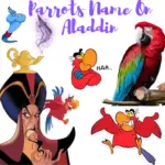 Parrots name on aladdin