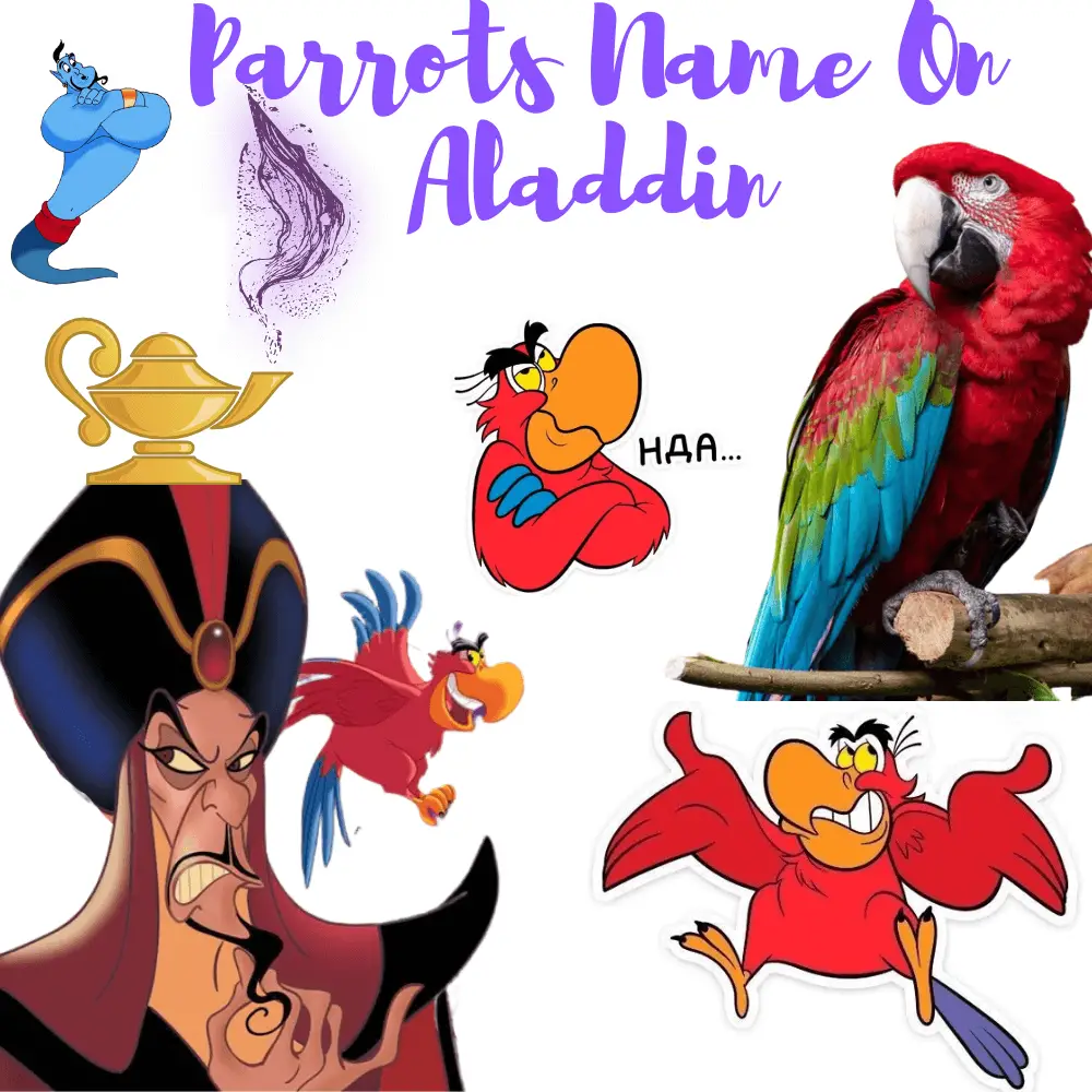 Parrots name on aladdin - Iago (Aladdin) Parrot name