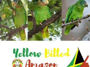 Yellow Billed Amazon