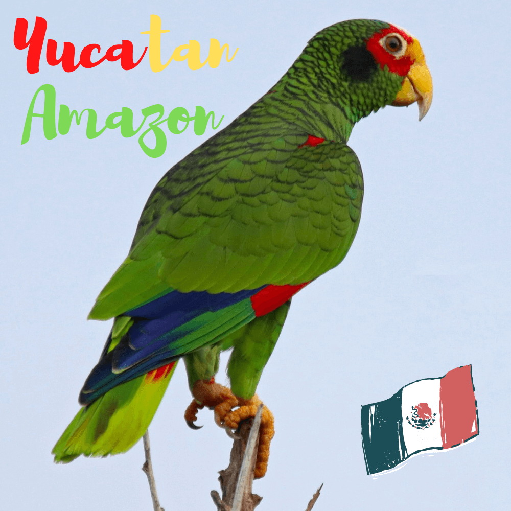 Yucatan Amazon parrot.png