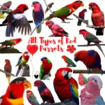 All Types of Red Parrots with Pictures