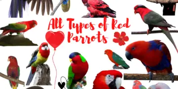All Types of Red Parrots with Pictures