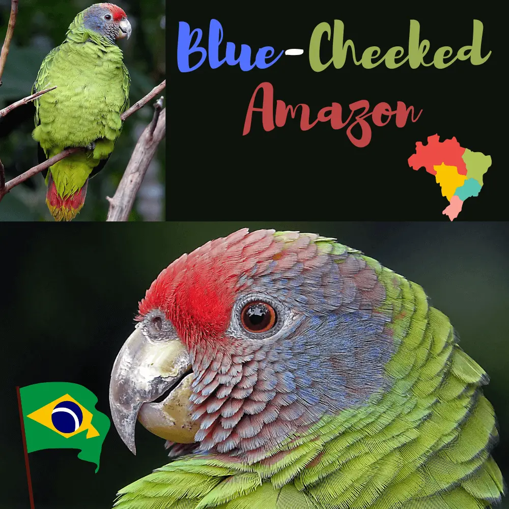 Blue-Cheeked Amazon