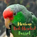 Mexican Red-Headed Parrot