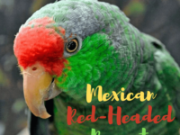 Mexican Red-Headed Parrot