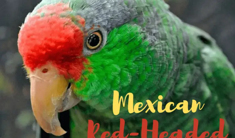 Mexican red-headed parrot