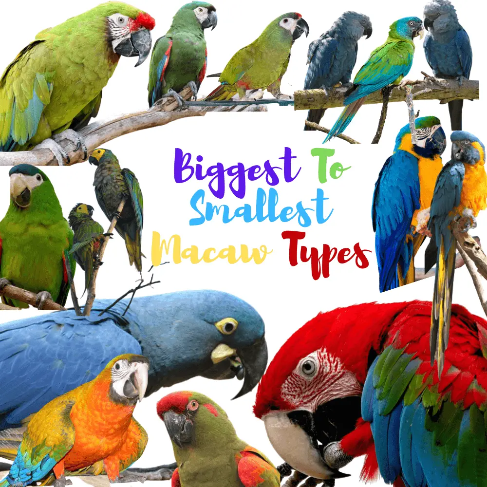 Biggest To Smallest Macaw Types