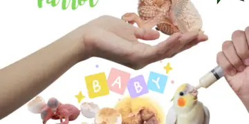 How To Take Care of A Baby Parrot