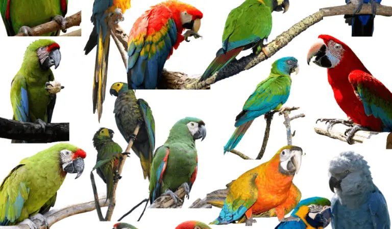 Biggest To Smallest Macaw Types