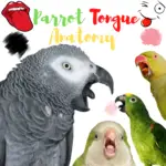 Parrot Tongue Anatomy