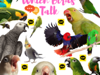 Which birds talk