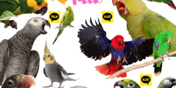 Which birds talk