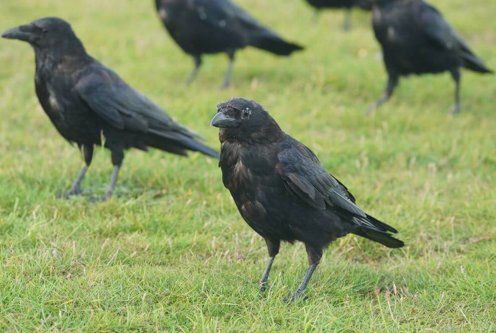 can crow talk