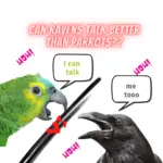 crows that talk