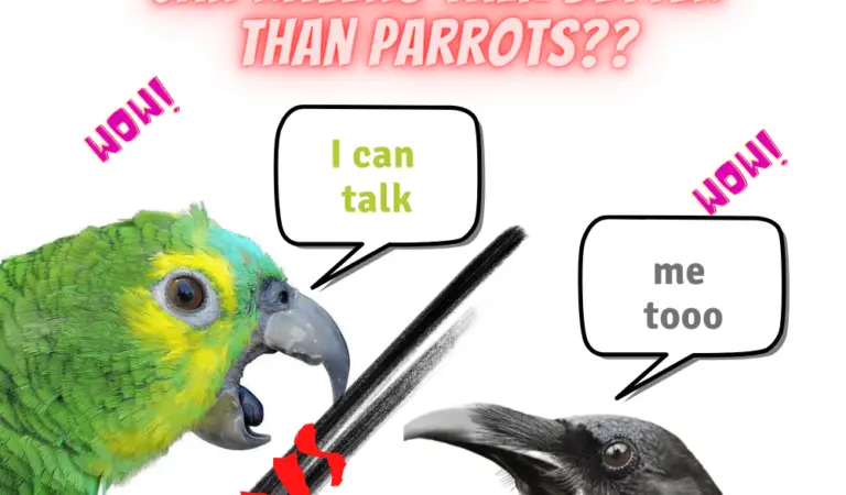Can Ravens speak Better Than Parrots?