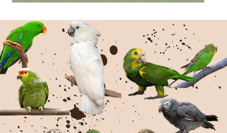 The Best Parrots for Beginners to Keep as Pets