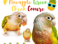pineapple green cheek conure
