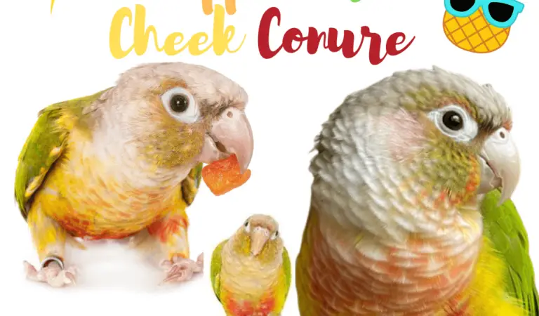 Pineapple Green Cheek Conure Parrot Information