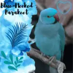Blue-necked parakeet