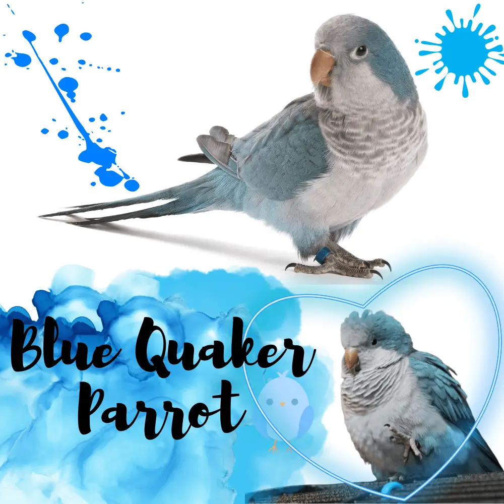 Blue quaker parrot