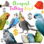 Cheapest Talking Bird