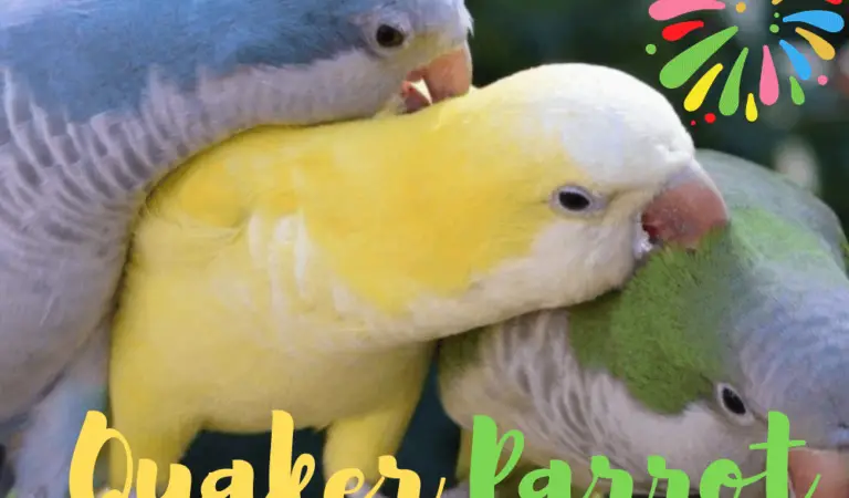Quaker parrot care