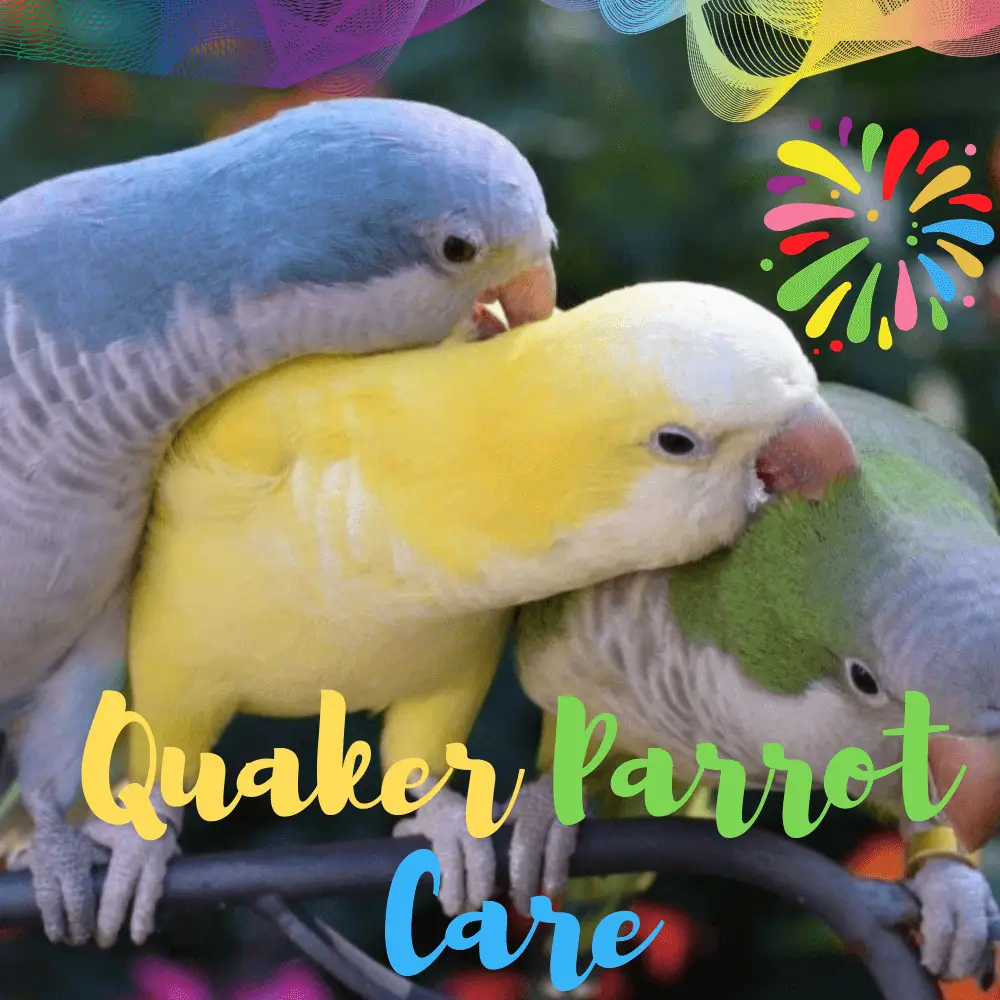 Quaker parrot care