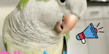 Talking quaker parrot