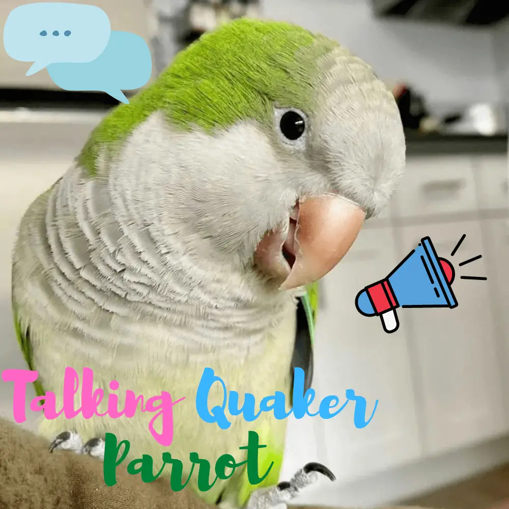 Talking quaker parrot