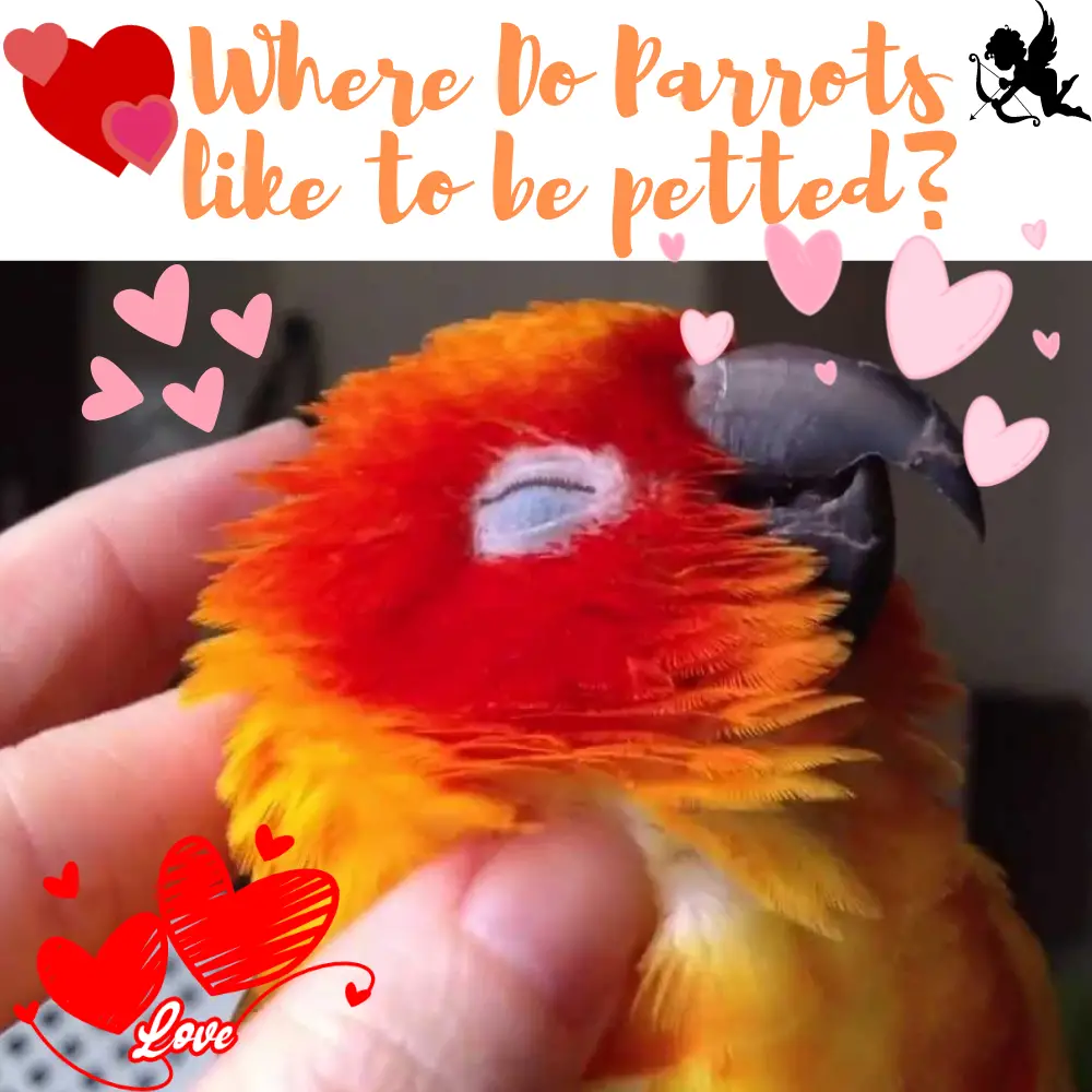 Where Do Parrots like to be petted