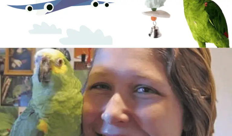 Traveling with your parrot: a nightmare
