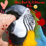 macaw bite