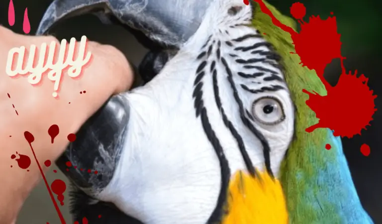 How Bad Is A Macaw Parrot Bite